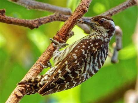 Bakit mahalaga ang patay na puno sa kagubatan? panoorin sa video na ito💚 #wildlife #woodpecker # ...