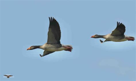 Greylag Geese 0756.jpg | BirdForum