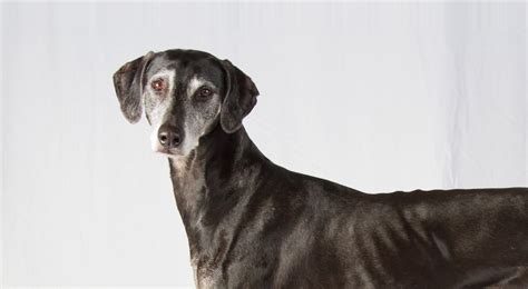 Sloughi Dog Breed Information - American Kennel Club