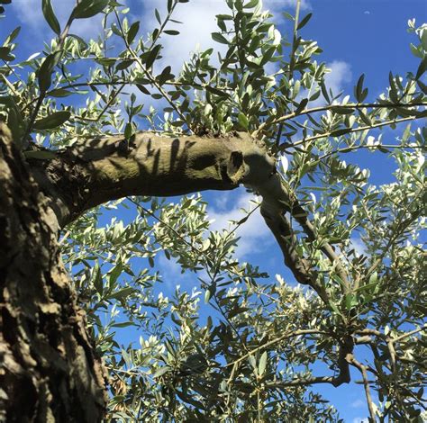 Olive Trees, Harvesting And Olive Oil | Olive tree, Olive, Harvest