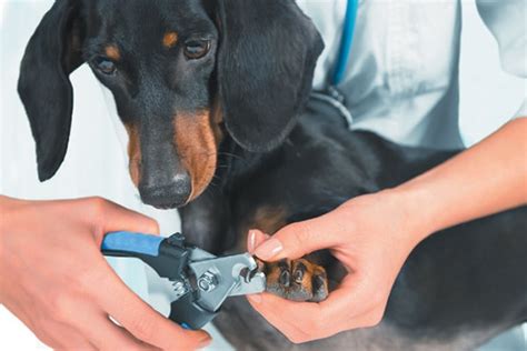 How to Trim Dog Nails — Safely