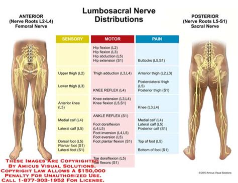 (13238_04X) Lumbosacral Nerve Distributions – Anatomy Exhibits