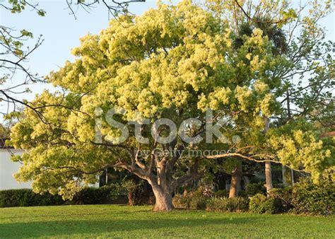 Oak Tree Stock Photo | Royalty-Free | FreeImages