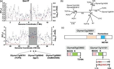 Features of candidate domestication genes homologous to cloned... | Download Scientific Diagram