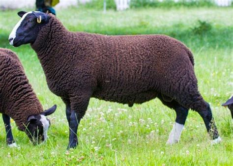 Zwartbles Sheep For Sale | SellMyLivestock - The Online Livestock Marketplace