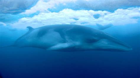 Researcher captures striking Antarctic video of minke whale