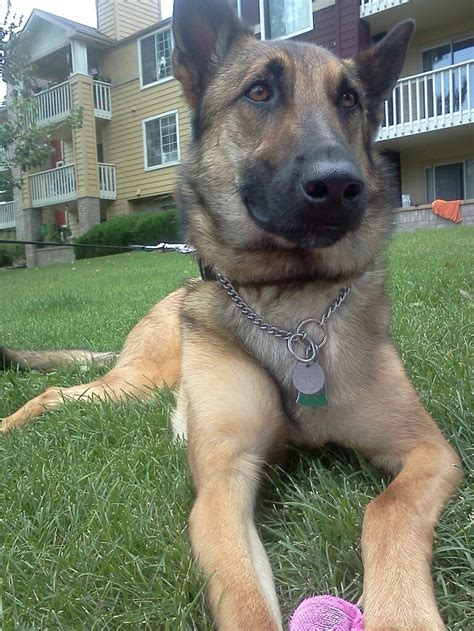 Belgian Malinois, German Shepherd mix | Rotties, Dobes, Shepherds, La…