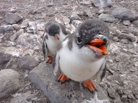 Gentoo Penguin Facts, Habitat, Predators, Lifespan, Pictures