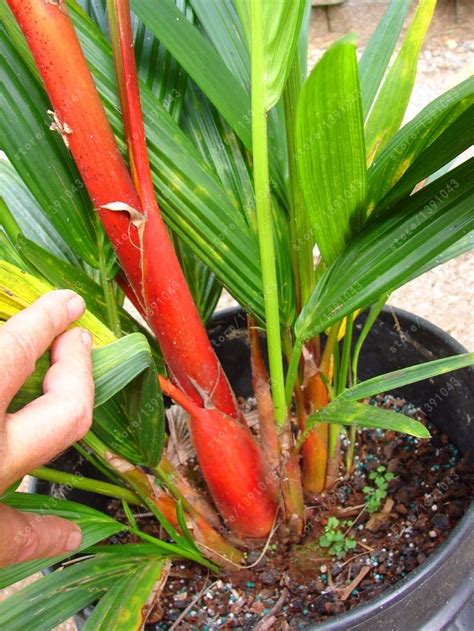 10Seeds/bag Fesh Cyrtostachys Renda Lipstick Palm Tree Seeds - Red ...