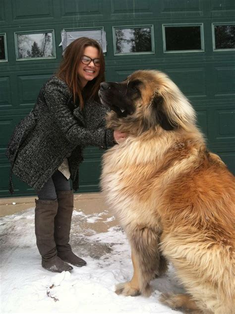 Leonbergers | Cherrydown Vets