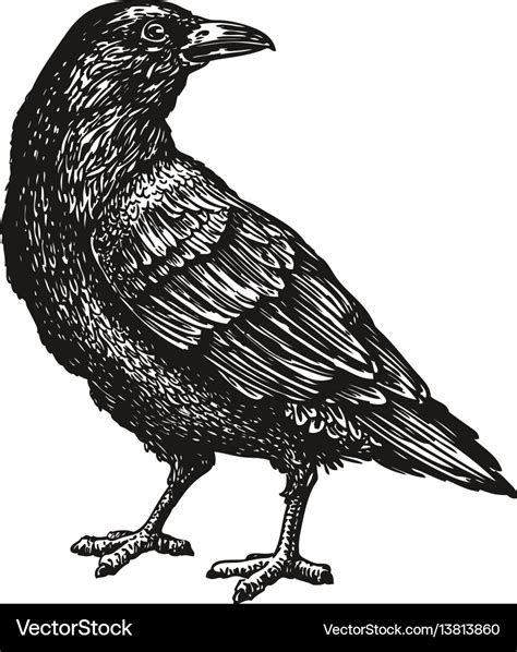 Hand-drawn black crow raven bird sketch Royalty Free Vector