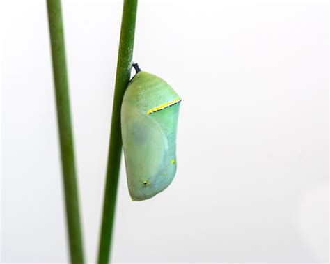 What You Need To Know About Monarch Butterfly Chrysalis - Butterflyhobbyist