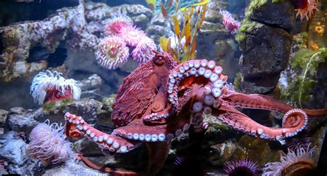 Giant Pacific Octopus - New England Aquarium