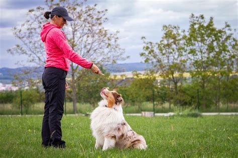 Choose a Dog Training Class for Your Puppy - American Kennel Club