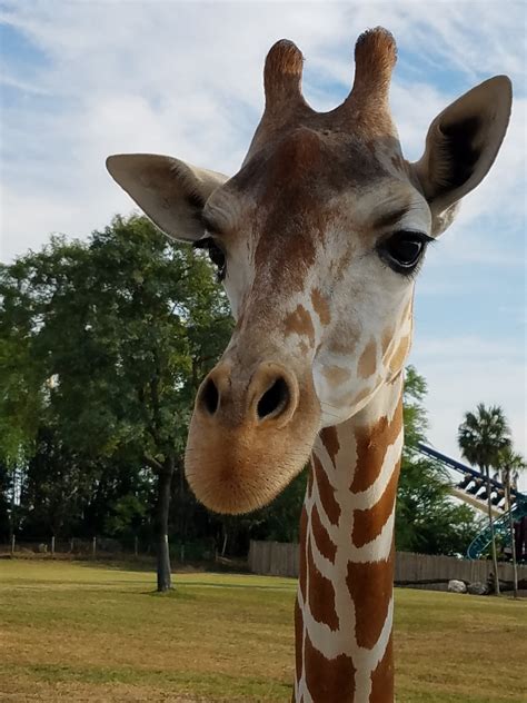 Banco de imagens : animal, animais selvagens, jardim zoológico ...