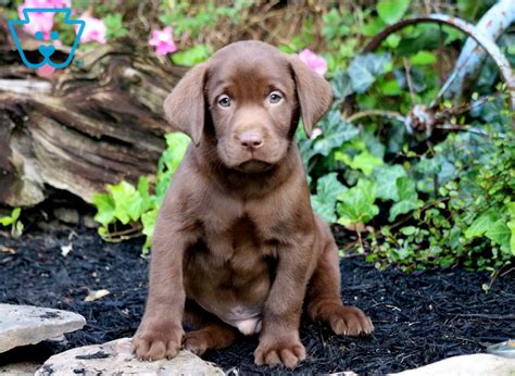 Abe | Chocolate Lab Puppy For Sale | Keystone Puppies | Newborn puppies ...