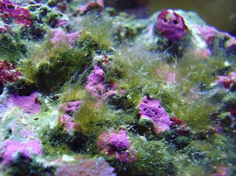 Hair Algae : Dealing With Hair Algae In The Saltwater Aquarium - HubPages