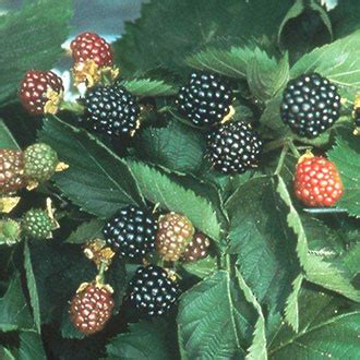 Blackberry Triple Crown from Mr Fothergill's Seeds and Plants