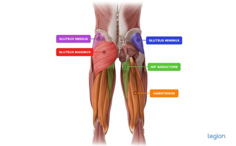 How to Do the Glute Bridge: Form, Benefits, and Variations | Legion