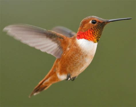 Rufous Hummingbird Songs and Calls - Larkwire