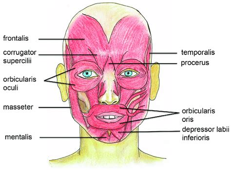 Pin On Facial Anatomy, 59% OFF | servintegrales.com.co