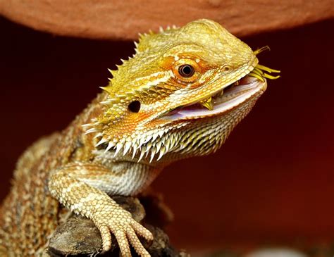 Bearded Dragon Australia Lizard · Free photo on Pixabay