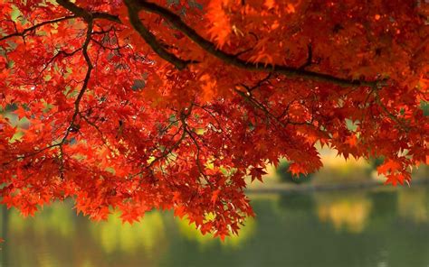 Wallpapers Fall Leaves - Wallpaper Cave