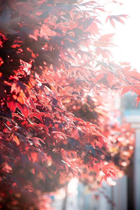 Autumn Forest Red - Free photo on Pixabay - Pixabay