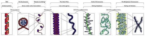 Eucromatina - El Gen Curioso