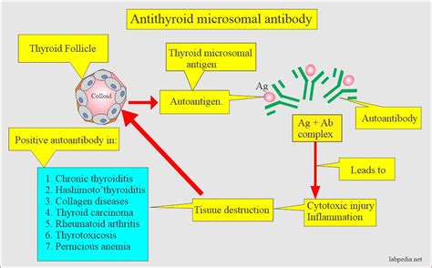 Anti-Thyroid Microsomal Antibody, Anti-Thyroid Peroxidase antibody ...