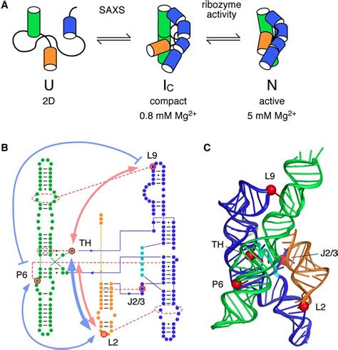 Rna Tertiary Structure