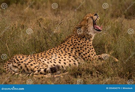 Wild Cheetah is Sitting on Grass and Roaring Stock Image - Image of ...