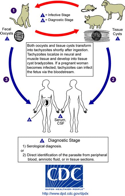 Toxoplasmosis - Image Library Page 9