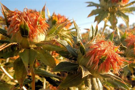 Safflower Seeds and the Birds That Eat Them