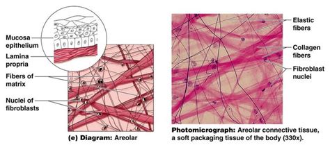 areolar tissue diagram - Google Search | Tissue types, Tissue, Collagen fibers