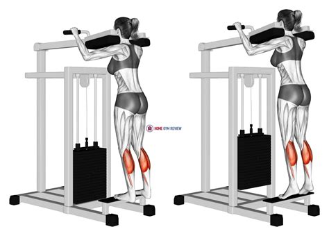 Lever Standing Calf Raise (female) - Home Gym Review