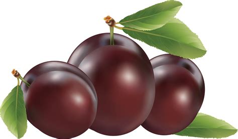 plums clipart png - Clip Art Library