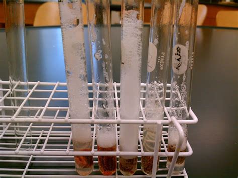 Riegle @MCMC: Enzyme Activity Lab