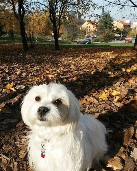 Maltipoo Shih Tzu Mix Size - Shih Tzu Dog