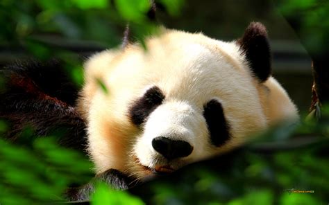 Cute Panda Wallpaper | Wallpup.com