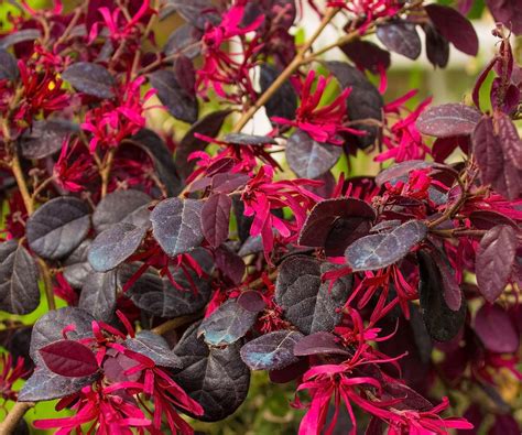 Loropetalum care and growing guide | Homes & Gardens