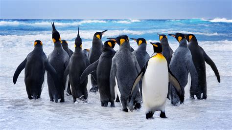 #8.2892, Penguin, Group, Ocean, Animals, 4K Wallpaper