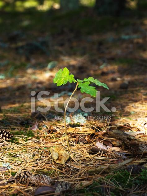 Young Oak Tree Sapling In The Wood Stock Photo | Royalty-Free | FreeImages