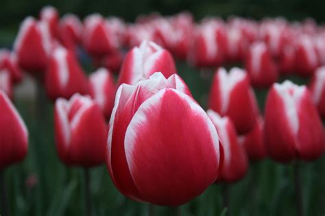 Red Tulips · Free Stock Photo