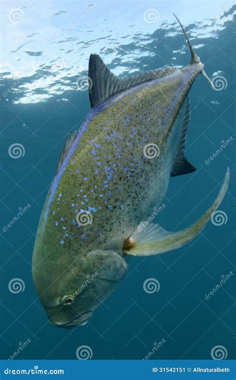 Bluefin Trevally Fish Swimming and Its Natural Habitat Stock Image - Image of fish, natural ...