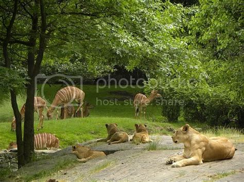 The New Lion Cubs at the Bronx Zoo