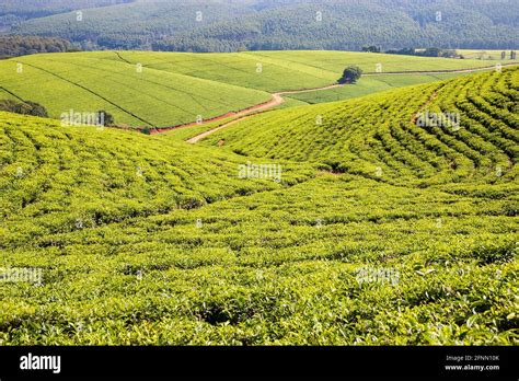 Tea plantation at Tzaneen, Limpopo, South Africa Stock Photo - Alamy