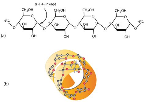 Structure And Function Of Carbohydrates | A-level Biology