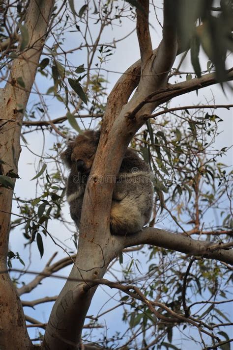 Sleeping Koala Bear stock image. Image of tree, road - 61742923