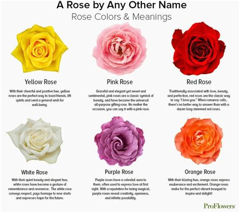 Rose Color Chart Meanings | Rose color meanings, Yellow rose meaning, Rose meaning